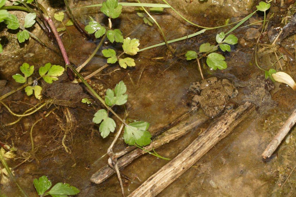 Nuovo sito di Ululone: ricco ed affollato!